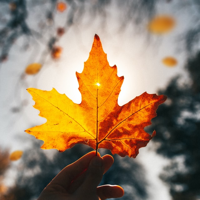 100% Canadian